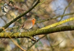 Robin