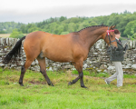 Dunblane show-3