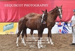 JAC_5952