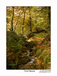 Nith Brook