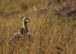 White-backed Vulture