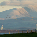 Geese over the Solway