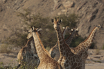 Cluster of Giraffes