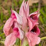 Scarce Serapias (Serapias neglecta)