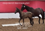 BPP_2097