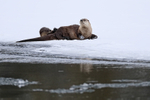 Two River Otters, Yellowstone River, Wyoming, USA