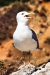 Seagull Warning