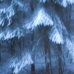 SnowTrees-1-1284