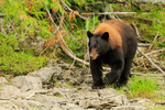 Black Bear (female), Mud Lake, British Columbia, Canada