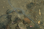 Amalosoma eddystonense