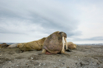 Walrus herd