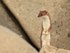 Stoat standing upright, Duck Island, Alaska