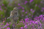Meadow Pipit portfolio