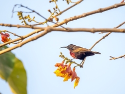 Scarlet Chested Sunbird