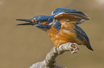 Male Kingfisher