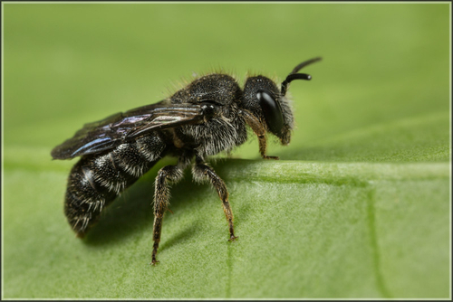 Stelis Bees