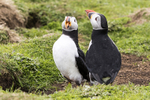 Puffins
