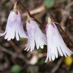 Least snowbell (Soldanella minima)