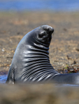 Elephant Seal with arched back, Carcass Island, Falklands