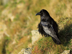 Raven with fluffed-up feathers perched on the cliffs at Durlston