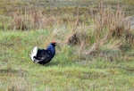 Black Grouse