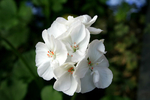 White Geranium