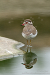 Three-banded Plover reflection