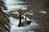 Black Swan and cygnets at the weir Dawlish