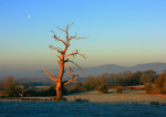 The Golden Tree