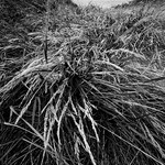 Landscape-084