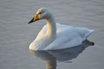 Whooper Swan