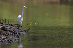 Great Egret, Sierpe, C...