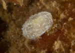 Aplidium nordmanni TBC