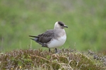 Arctic Skua