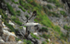 Boobie in Runde island