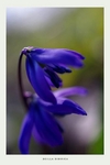 Scilla sibirica