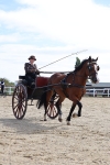 Class 8 - Novice Horse or Pony to any vehicle portfolio