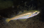 Pollachius pollachius (juvenile)