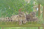 Mizi & Ranschan - Snow Leopards
