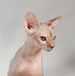 Cat Portfolios portfolio