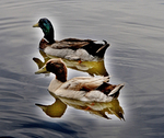 Desert Ducks