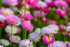 Pink Paper Daisies 4