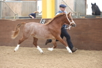 Class 18 - Yearling, Colt, Filly or Gelding portfolio