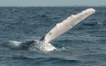Humpback whale