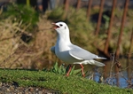 Black-headed Gull
