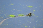 Grass Snake