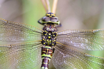 Male Common Hawker