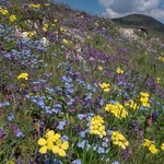 Yellow Apennine wallflower (Erysimum pseudorhaeticum) Basil thyme (Acinos arvensis) purple with bright blue Apennine forget-me-not (Myosotis alpina var ambigens)