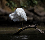 Little Egret - Egretta garzetta