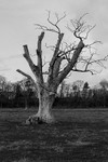 Dead Tree on the Lennoxlove Estate